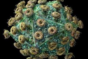 Вирус иммунодефицита может находится не только клетках крови